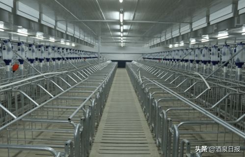 打出組合拳，酒泉市多措并舉促生豬穩(wěn)產(chǎn)保供，助力畜牧漁業(yè)飼料銷(xiāo)售穩(wěn)健發(fā)展